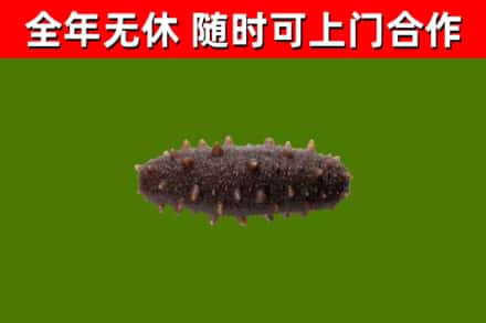 上杭回收海参干